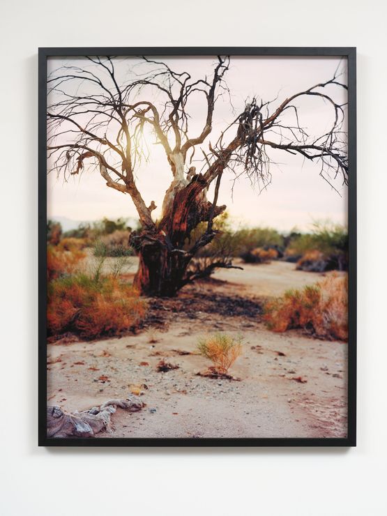 Dawn by Joyce Campbell contemporary artwork Print