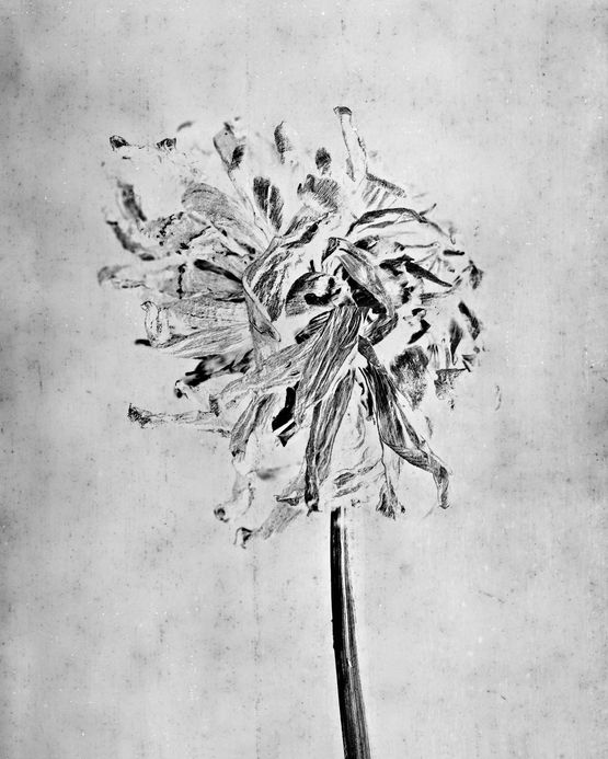 Dahlia by Walter Schels contemporary artwork Painting