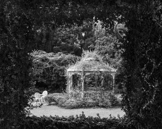Garden Micanopy by Anastasia Samoylova contemporary artwork Photography