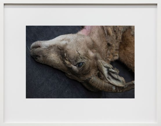 Kreishornschaf Ovis vignei cycloceros Leibniz IZW Berlin by Thomas Struth contemporary artwork Print