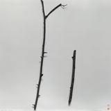 Whispers of Trees- Rough-leaved Holly by Chu Chu contemporary artwork drawing painting works on paper