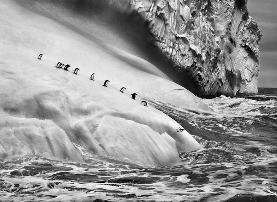 Chinstrap penguins on an iceberg between Zavodovski and Visokoi islands South Sandwich Islands by Sebastiao Salgado contemporary artwork Photography