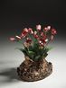 Disgrazia con tulipani rossi by Bertozzi Casoni contemporary artwork