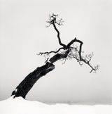 Kussharo Lake Tree Study 4 Kotan Hokkaido by Michael Kenna contemporary artwork photography