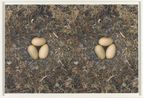 To Nest No. 5 by Roni Horn contemporary artwork Photography