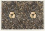 To Nest No. 5 by Roni Horn contemporary artwork photography