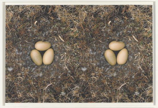 To Nest No. 5 by Roni Horn contemporary artwork Photography