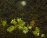 Hazel Moon after Adriaen Coorte by Georg Wilson contemporary artwork painting