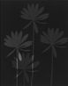 Untitled by The Estate Of Anwar Jalal Shemza contemporary artwork Photography