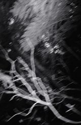 Nocturnal Assembly 2 by Anne Noble contemporary artwork print