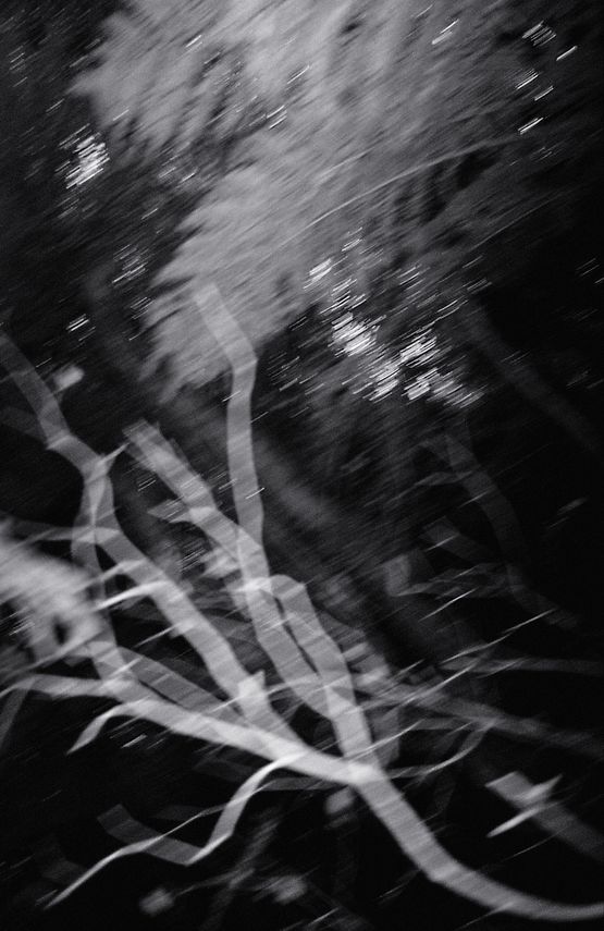 Nocturnal Assembly 2 by Anne Noble contemporary artwork Print