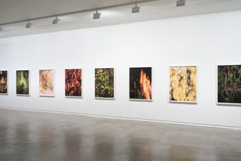 Contemporary art exhibition Ann Shelton i am an old phenomenon at Two Rooms Auckland New Zealand