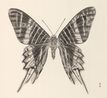 Butterfly 1 by Zhang Yirong contemporary artwork Works on Paper