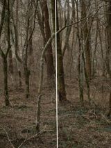 Untitled from the series Wilder by Heeseung Chung contemporary artwork print