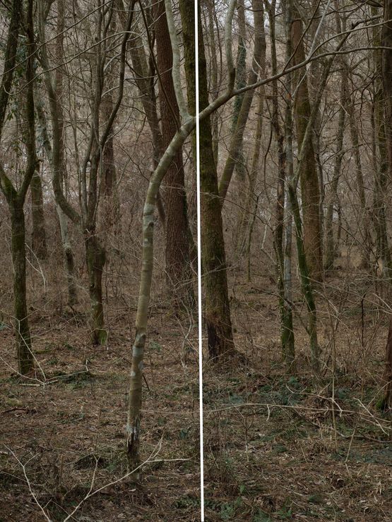 Untitled from the series Wilder by Heeseung Chung contemporary artwork Print