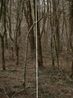 Untitled from the series Wilder by Heeseung Chung contemporary artwork Print