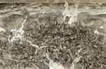 ZAKU War Picture Returns Side - B Esquisse by Aida Makoto contemporary artwork Mixed Media