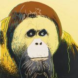 Orangutan F.  S. II. 299 by Andy Warhol contemporary artwork works on paper print