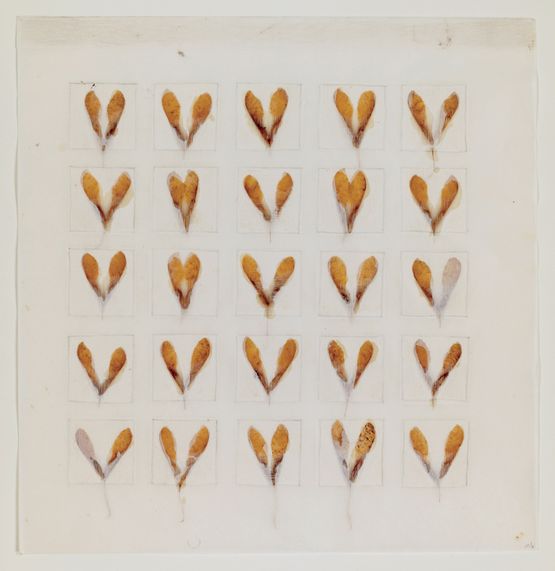 Seed Calendar Samara by Michelle Stuart contemporary artwork Works on Paper