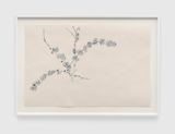 Untitled PF.597 Flowering Quince by Ruth Asawa contemporary artwork works on paper