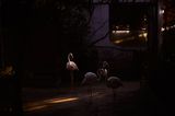 Aether by Harit Srikhao contemporary artwork photography