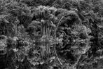 Clump of jauari palm trees on the banks of the Jau River Jau National Park state of Amazonas Brazil by Sebastiao Salgado contemporary artwork Photography