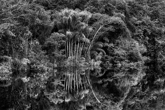 Clump of jauari palm trees on the banks of the Jau River Jau National Park state of Amazonas Brazil by Sebastiao Salgado contemporary artwork Photography