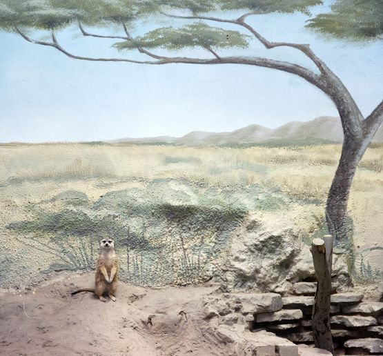 Meerkat and scenery by Eric Pillot contemporary artwork Photography