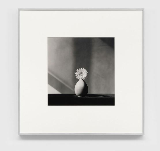 African Daisy by Robert Mapplethorpe contemporary artwork Painting