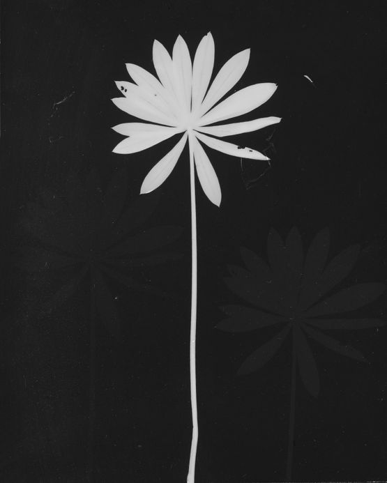 Untitled by The Estate Of Anwar Jalal Shemza contemporary artwork Photography