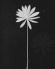 Untitled by The Estate Of Anwar Jalal Shemza contemporary artwork Photography