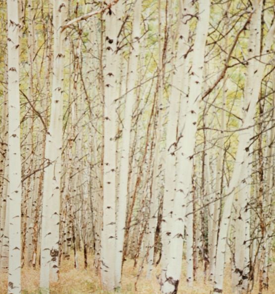 Ground 12 by Uta Barth contemporary artwork Print