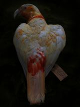 Kaka Ake Ake Canterbury Museum by Fiona Pardington contemporary artwork photography