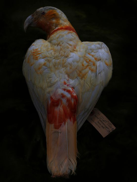 Kaka Ake Ake Canterbury Museum by Fiona Pardington contemporary artwork Photography