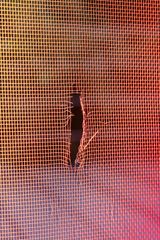 Rip Off by Eva Szombat contemporary artwork photography print