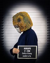 Kakapo by Sabina Jafar contemporary artwork photography