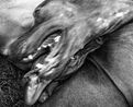 Untitled 15 by Jean Pigozzi contemporary artwork Photography