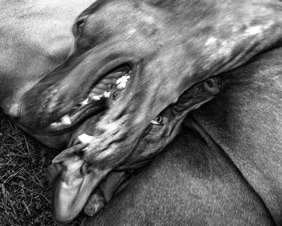 Untitled 15 by Jean Pigozzi contemporary artwork Photography