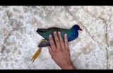 A dead wonder by Larry Munoz contemporary artwork moving image