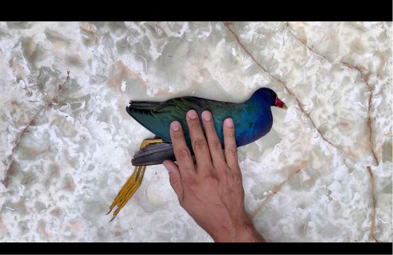 A dead wonder by Larry Munoz contemporary artwork Moving Image