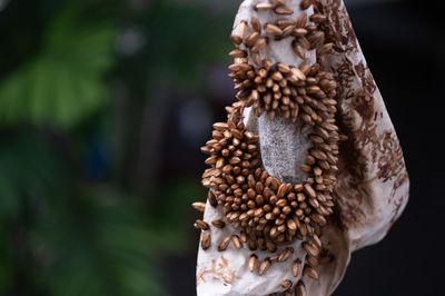 Way of the Forest in Abu Dhabi Landscapes Seen and Unseen