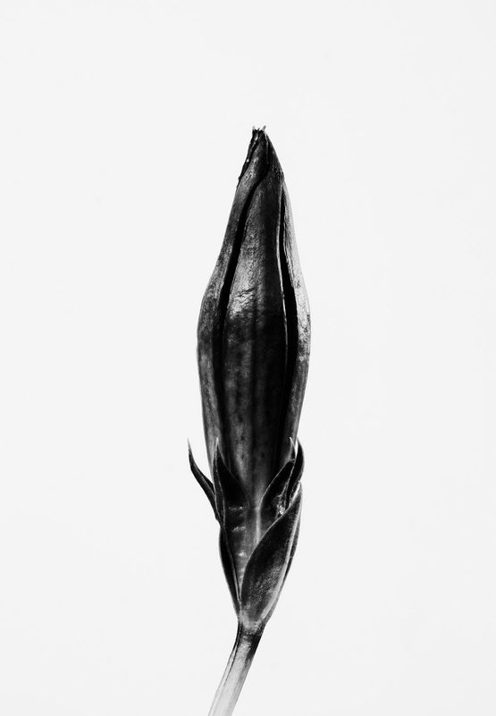 Gentiana clusii 2 Enzian 2 by Peter Mathis contemporary artwork Photography