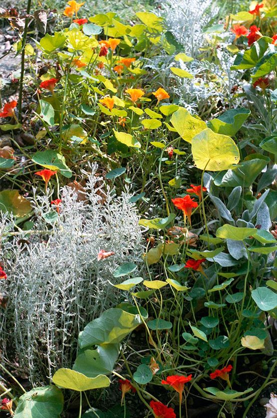 Untitled, c. 1983–1986 by William Eggleston, Pigment print