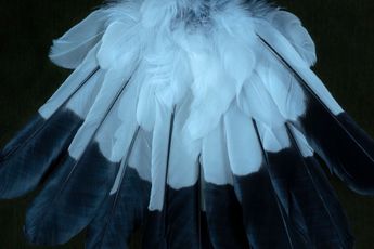 Fiona Pardington contemporary artist