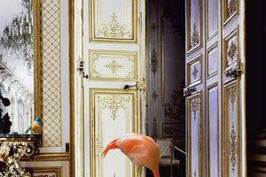 Karen Knorr