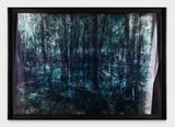 Flooded Woods by Matt Saunders contemporary artwork photography print