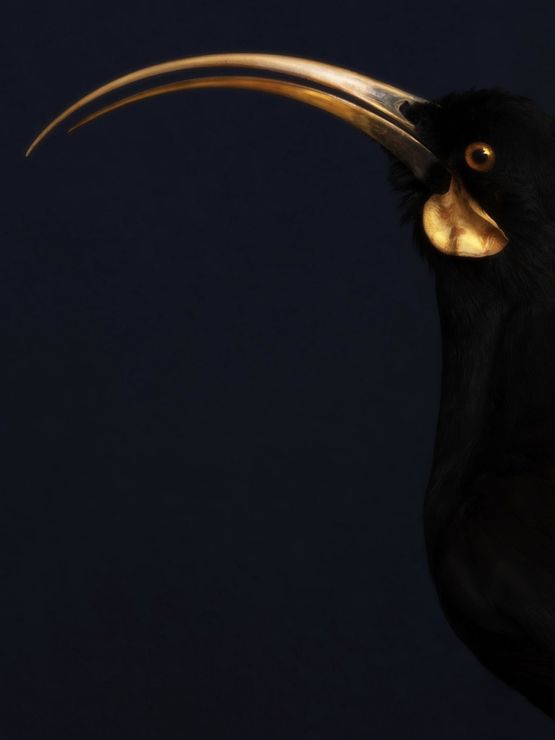 Hine Humarika Female Huia Profile Auckland Museum by Fiona Pardington contemporary artwork Photography