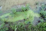 Untitled Silueta Series Iowa by Ana Mendieta contemporary artwork photography