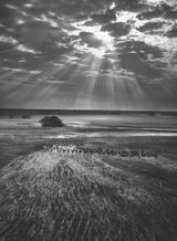 Herd of Buffalo Kafue National Park Zambia by Sebastiao Salgado contemporary artwork photography