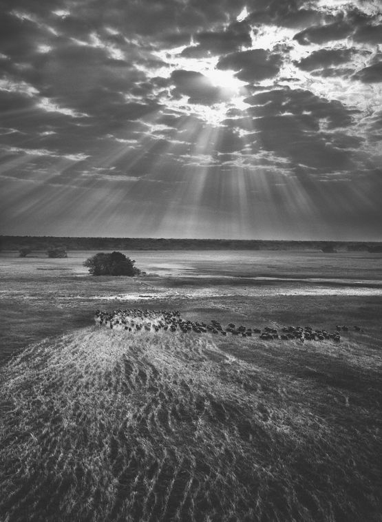 Herd of Buffalo Kafue National Park Zambia by Sebastiao Salgado contemporary artwork Photography